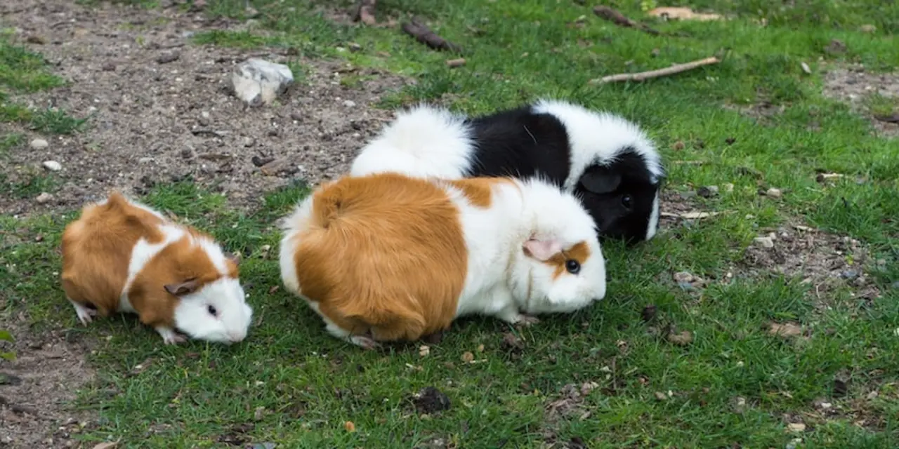 Do guinea pigs have personalities?