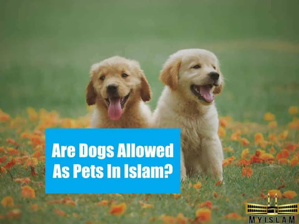Which pets are allowed in Islam?