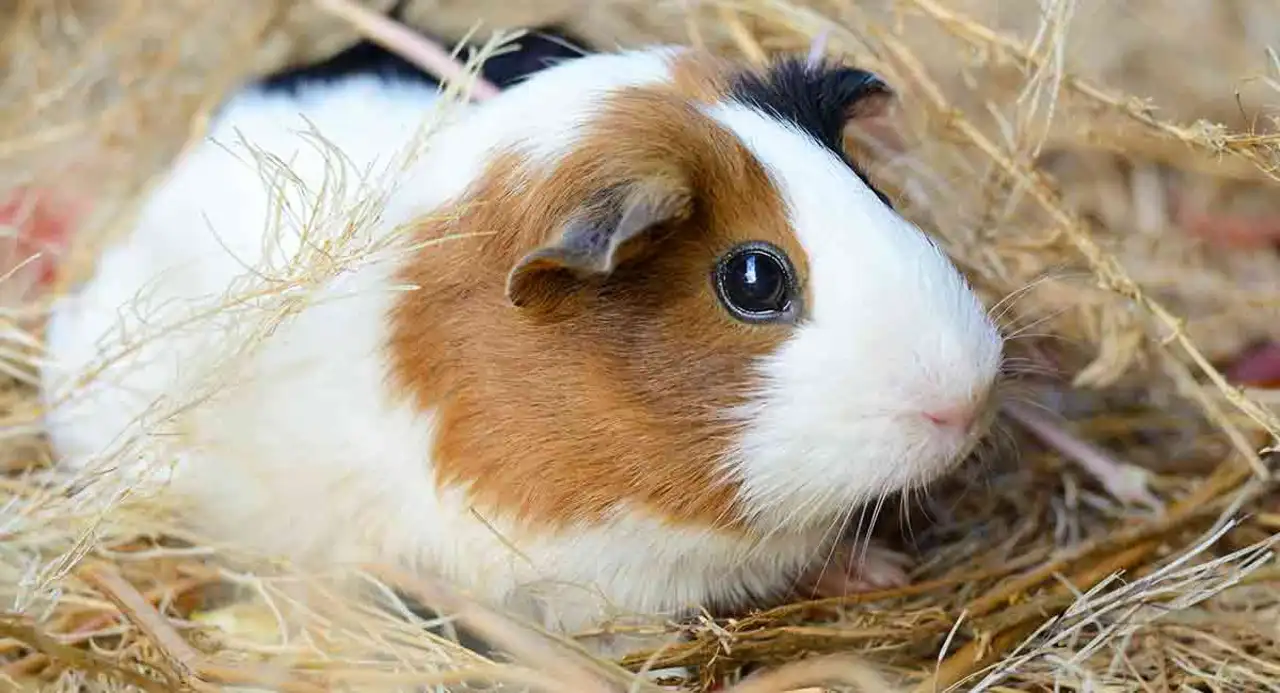 How long can guinea pigs live?