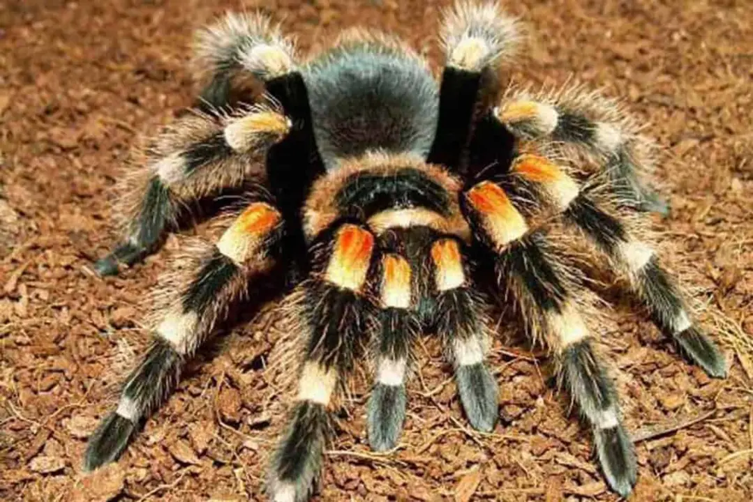 What are some pet stores that sell tarantulas?