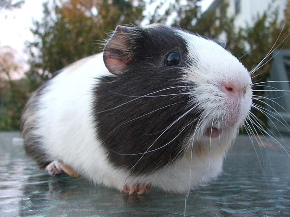 What country has the toughest law for guinea pigs?