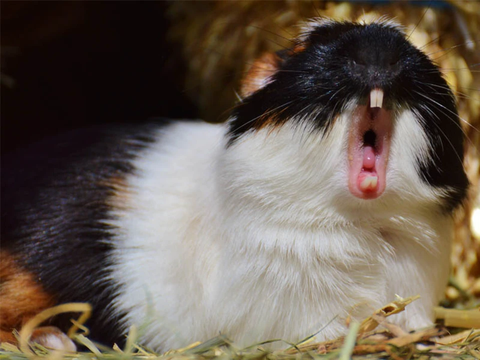 Why are guinea pigs so boring as pets?