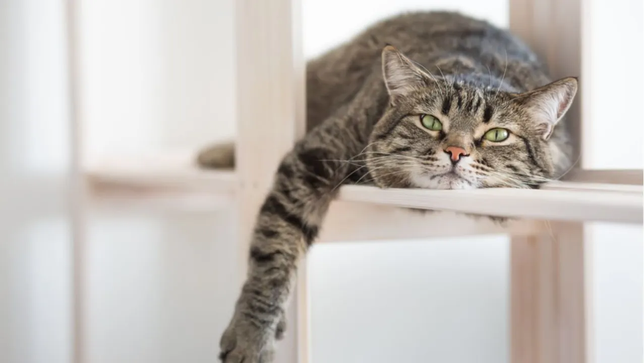 Is pet insurance worth the money if I have an indoor cat?