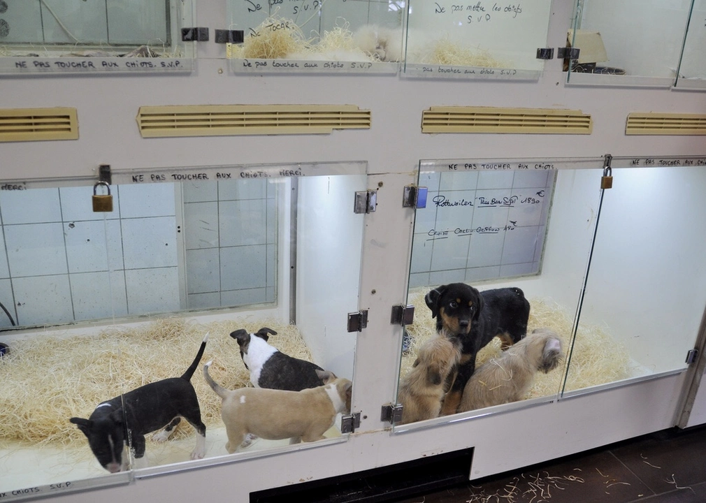What do pet shops do with animals they don't sell?